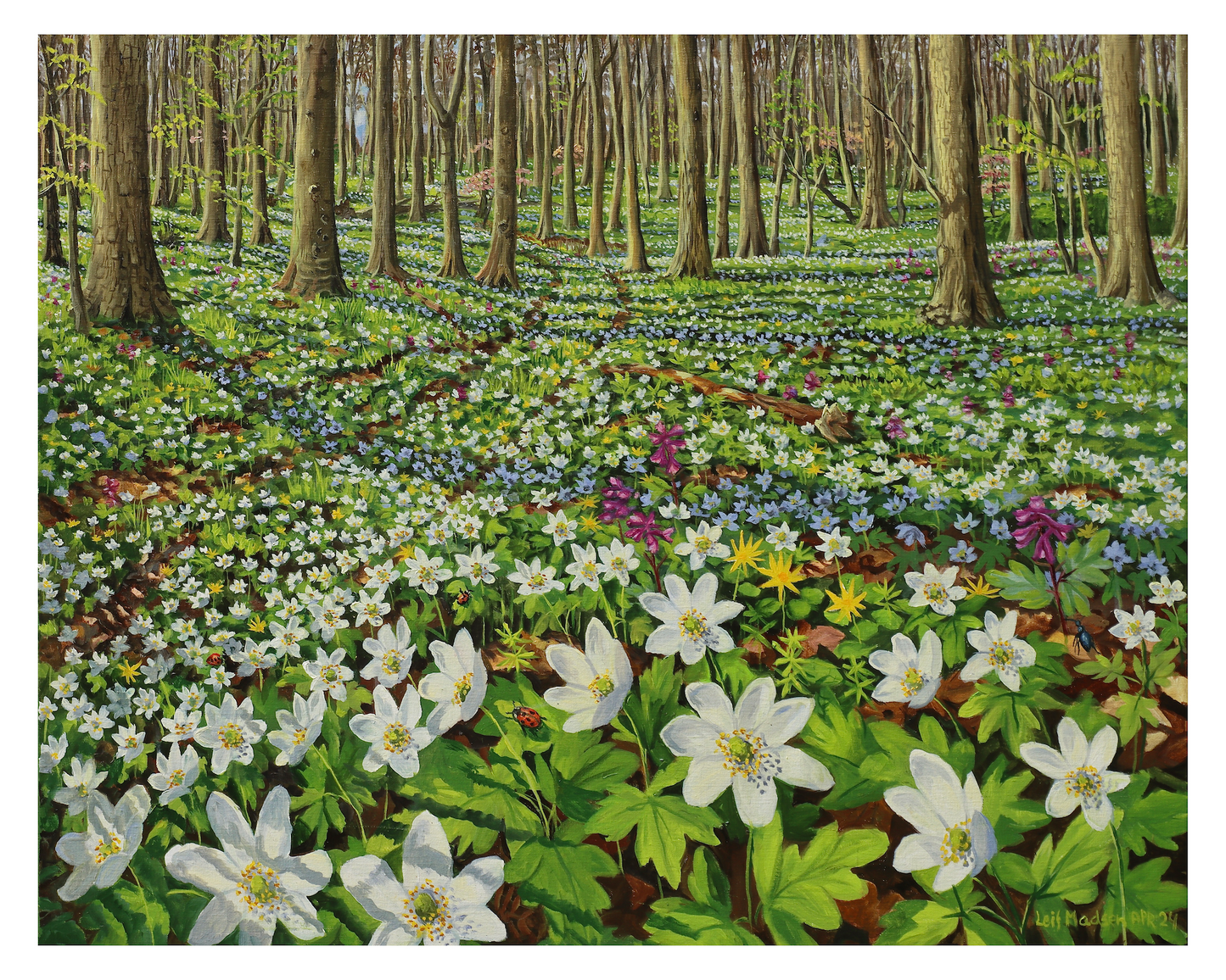 Blomstrende skovbund
