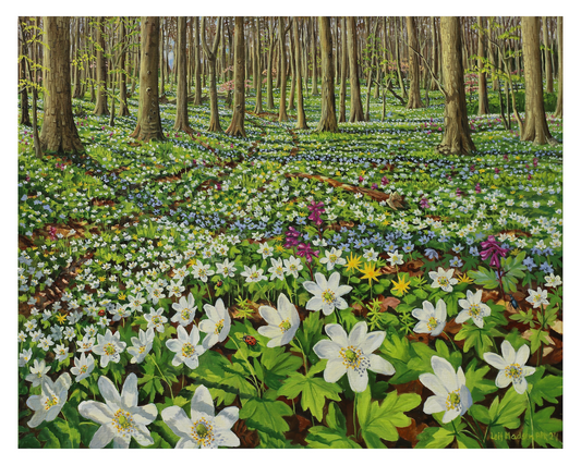 Blomstrende skovbund