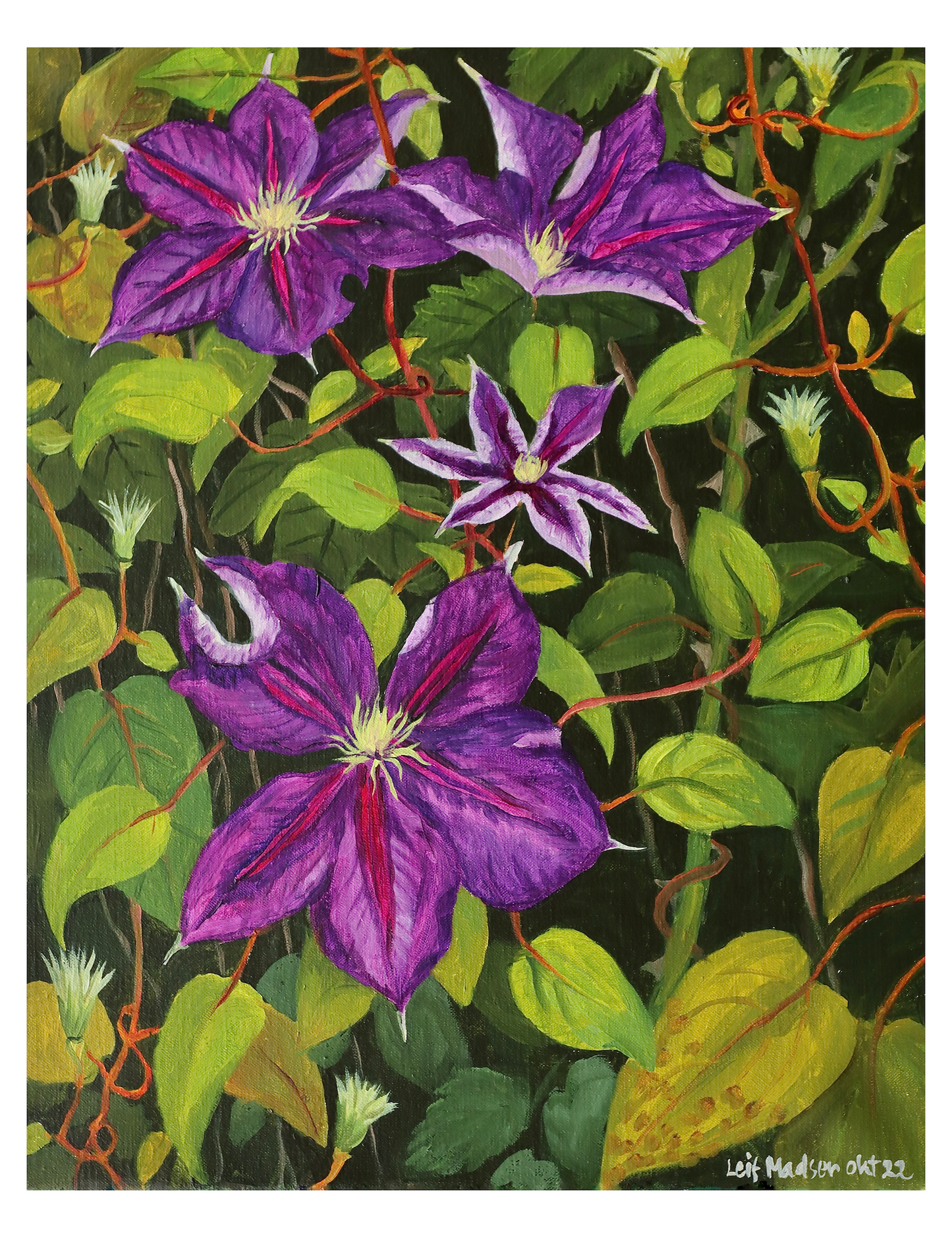 Clematis nær