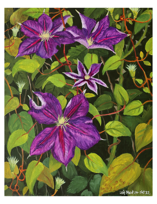 Clematis nær