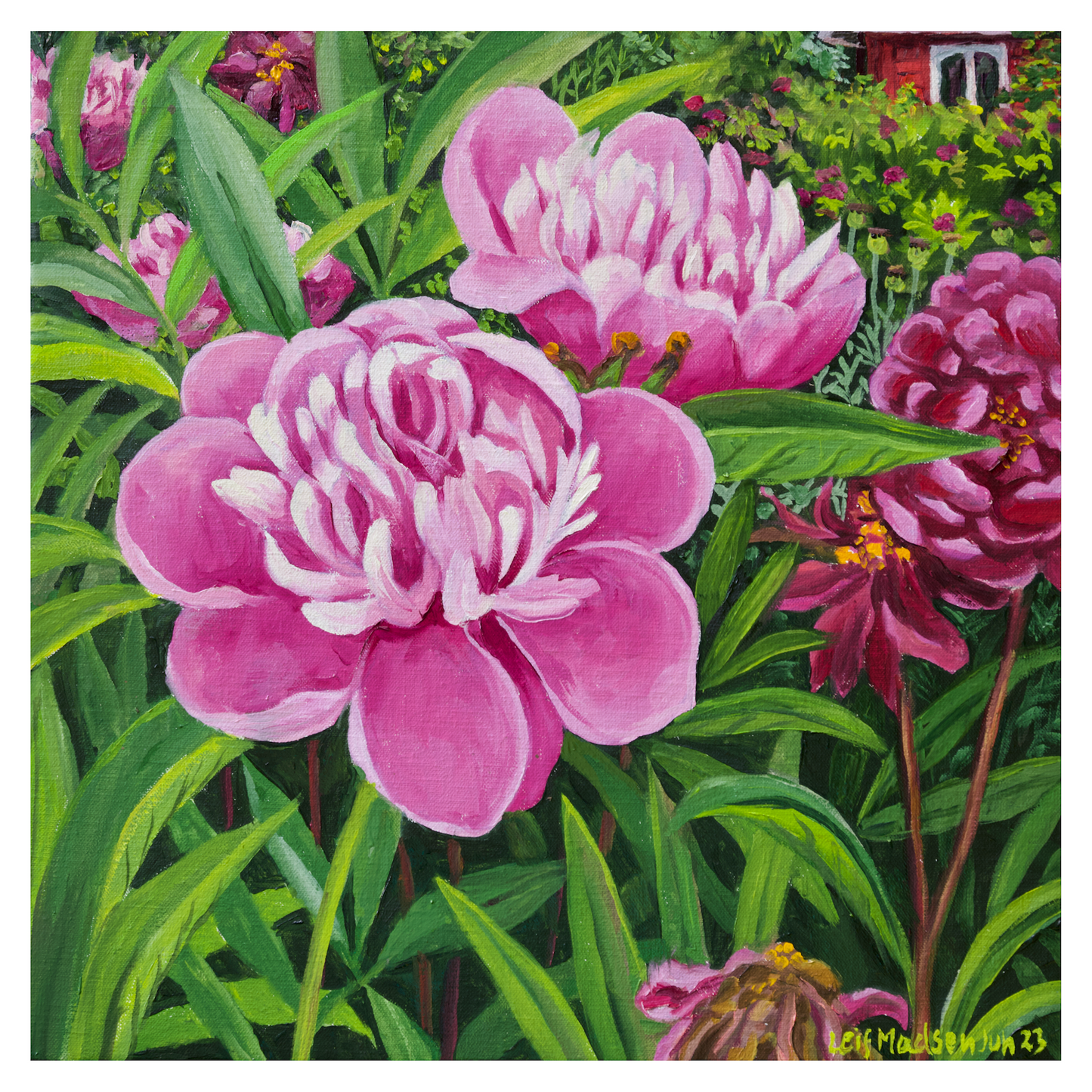 Peonies