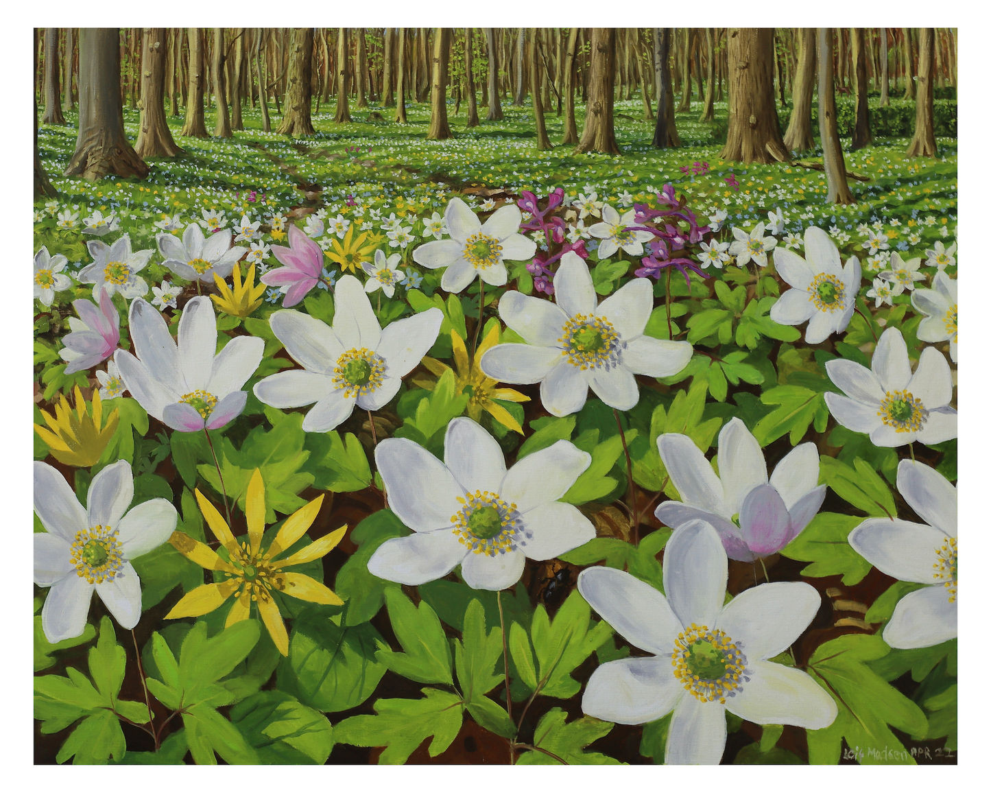 Skovbund i blomst