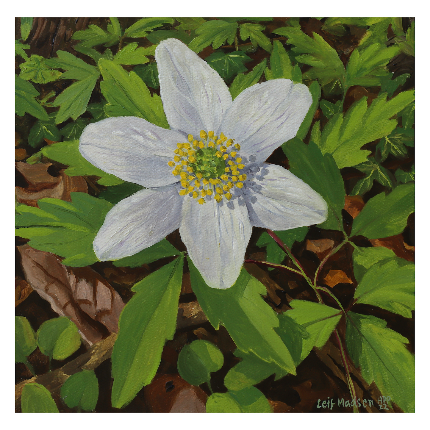 Anemone
