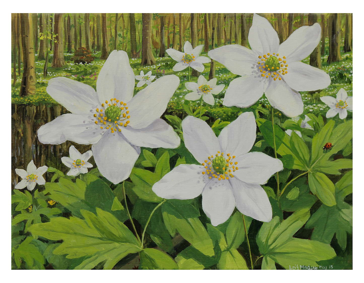 Anemoner