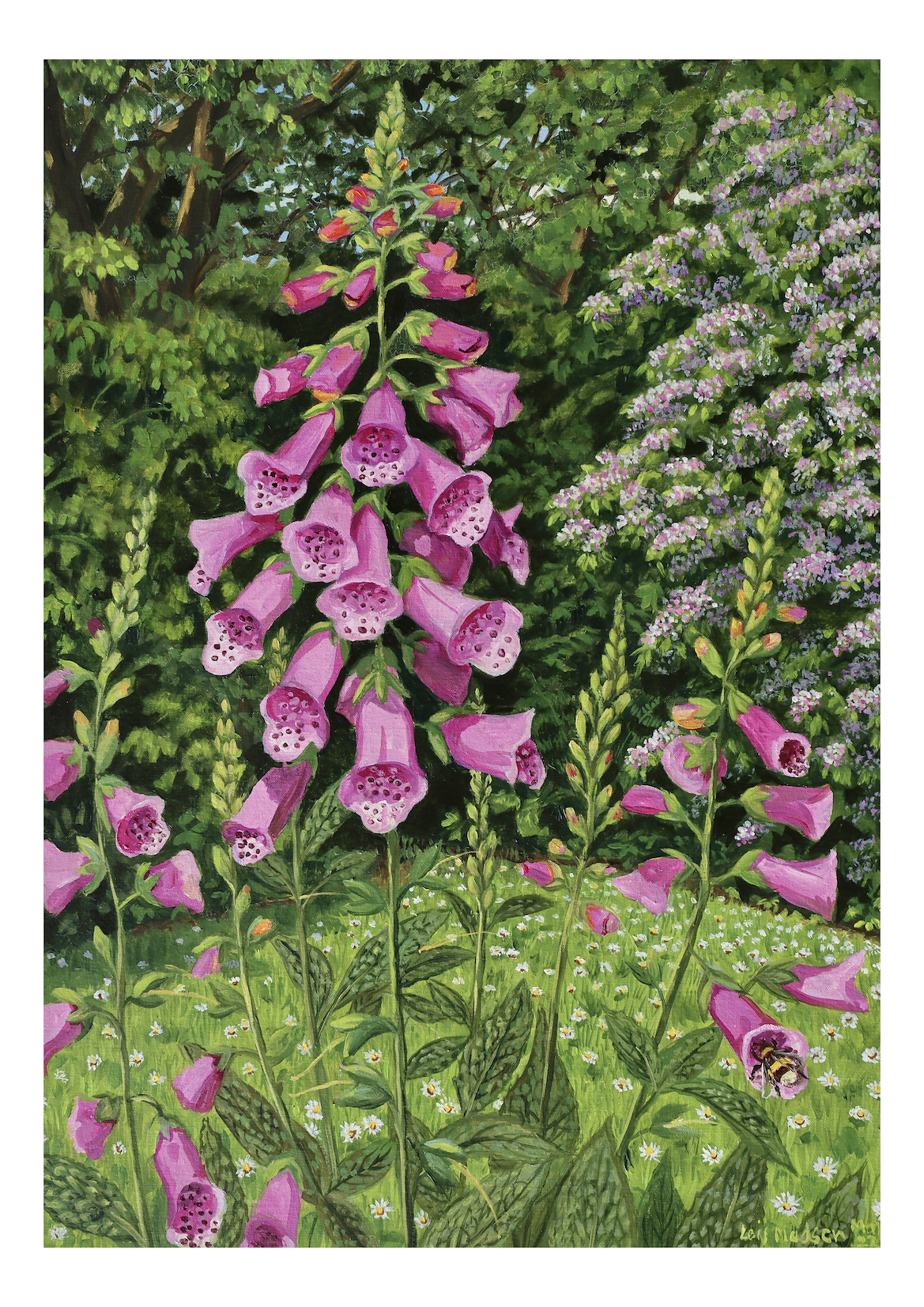 Digitalis