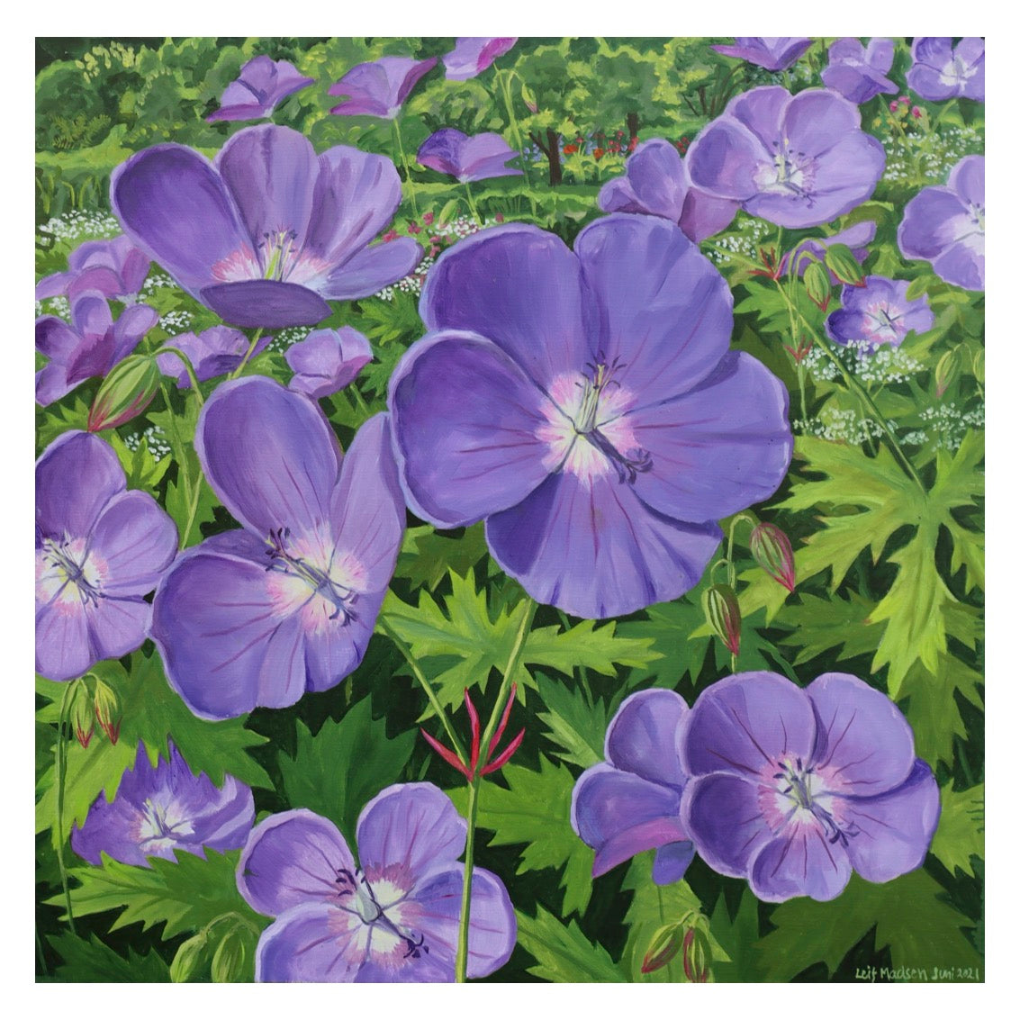 Geranium