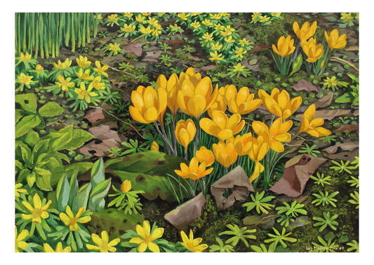 Krokus