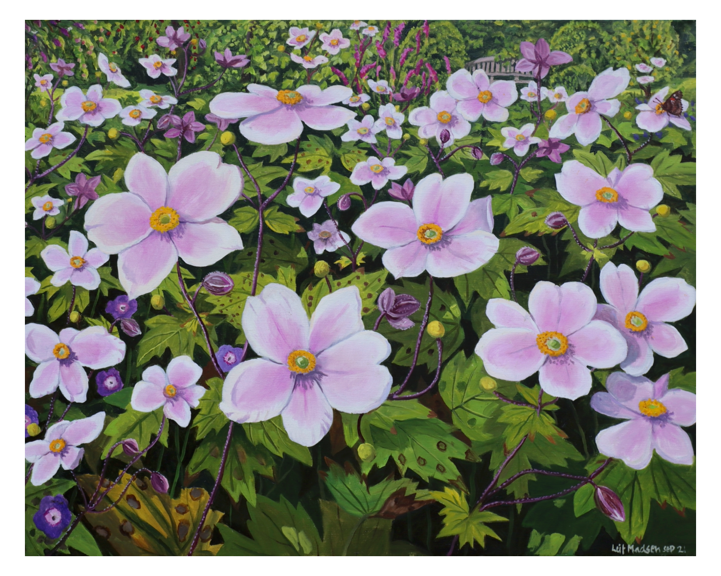 Autumn anemones