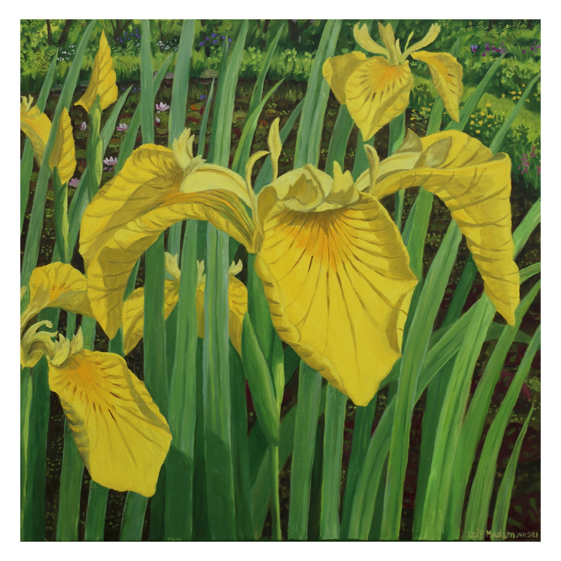 Gul iris