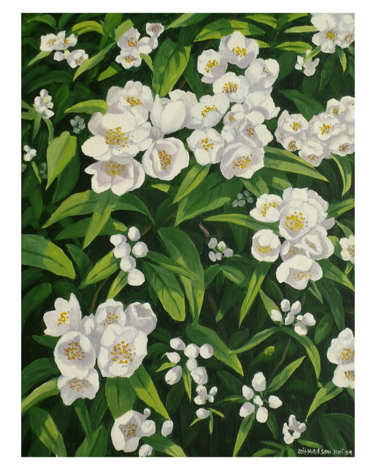 Jasmin