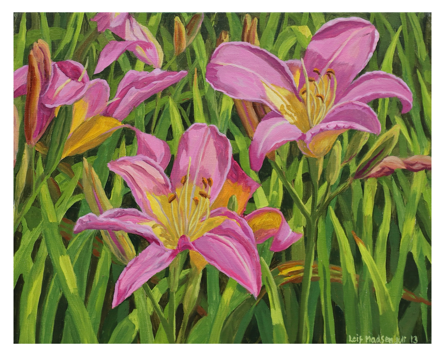 Pink daylilies