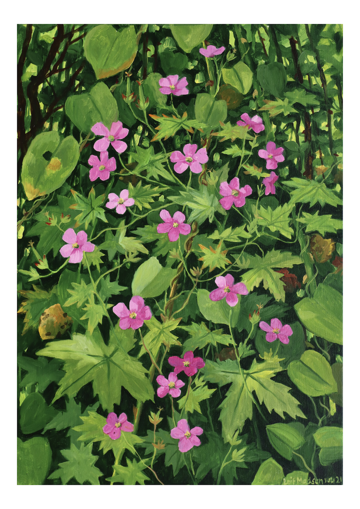 Lyserød geranium