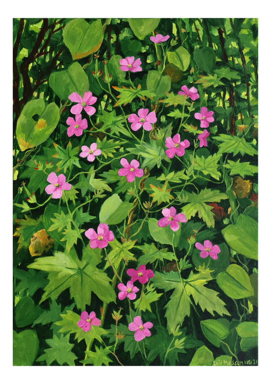 Lyserød geranium