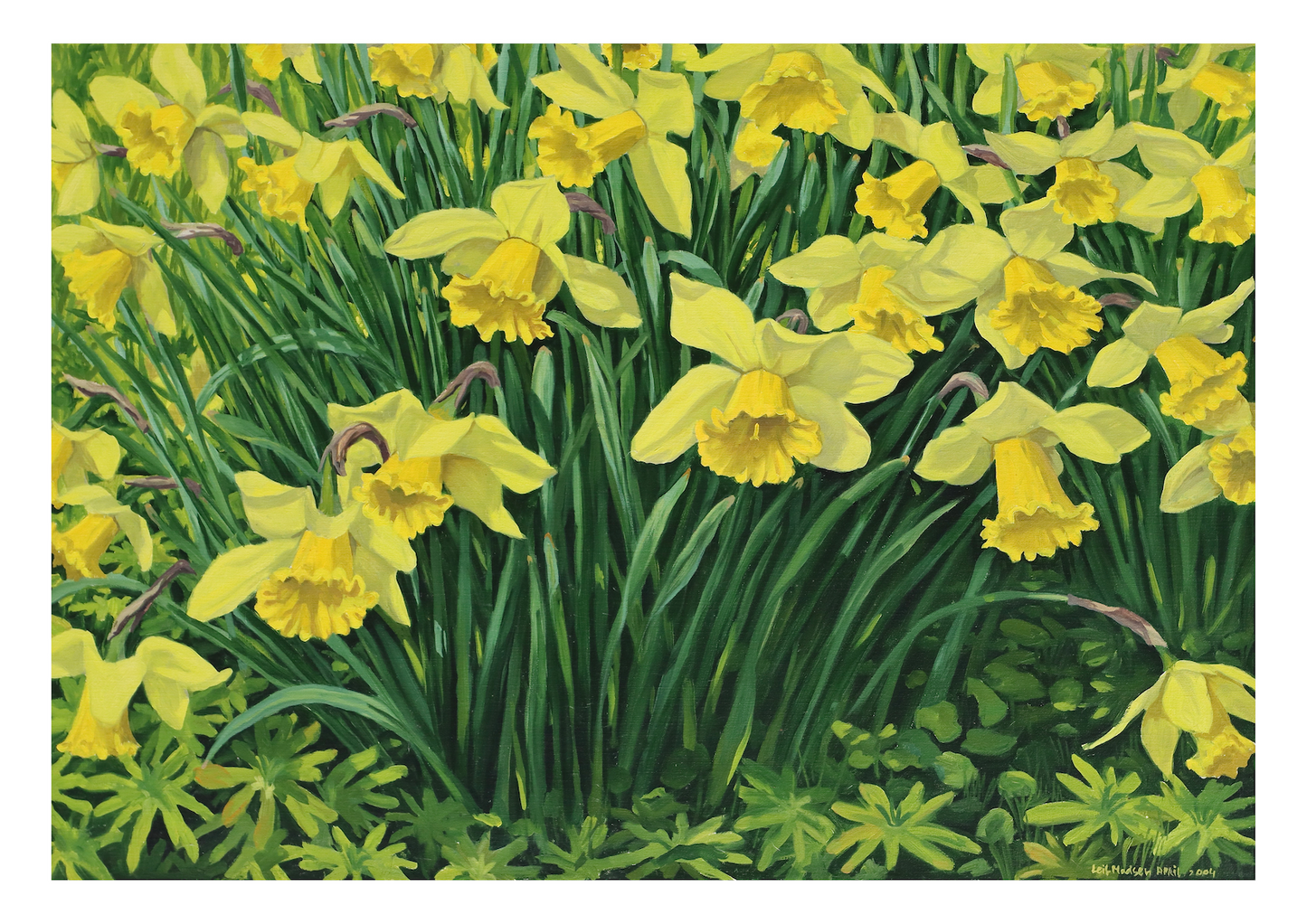 Daffodils