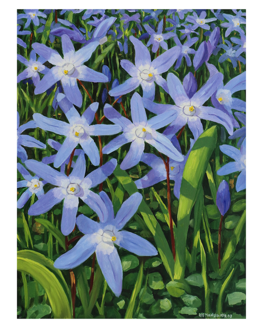 Scilla