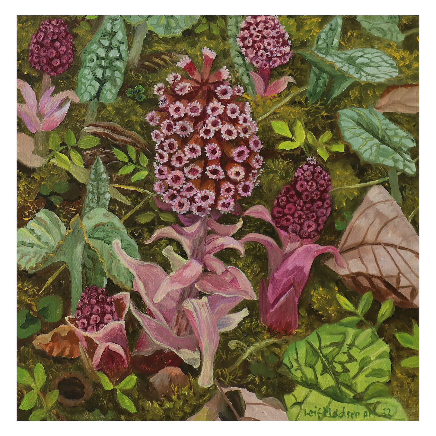 Butterbur