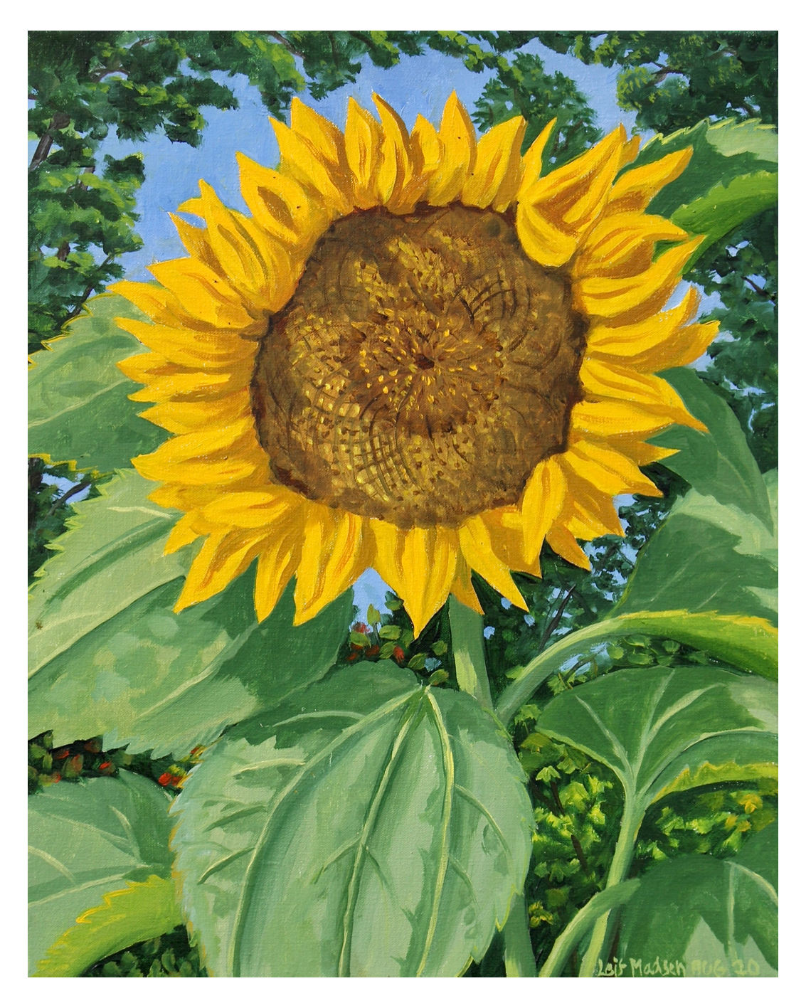 Sunflower