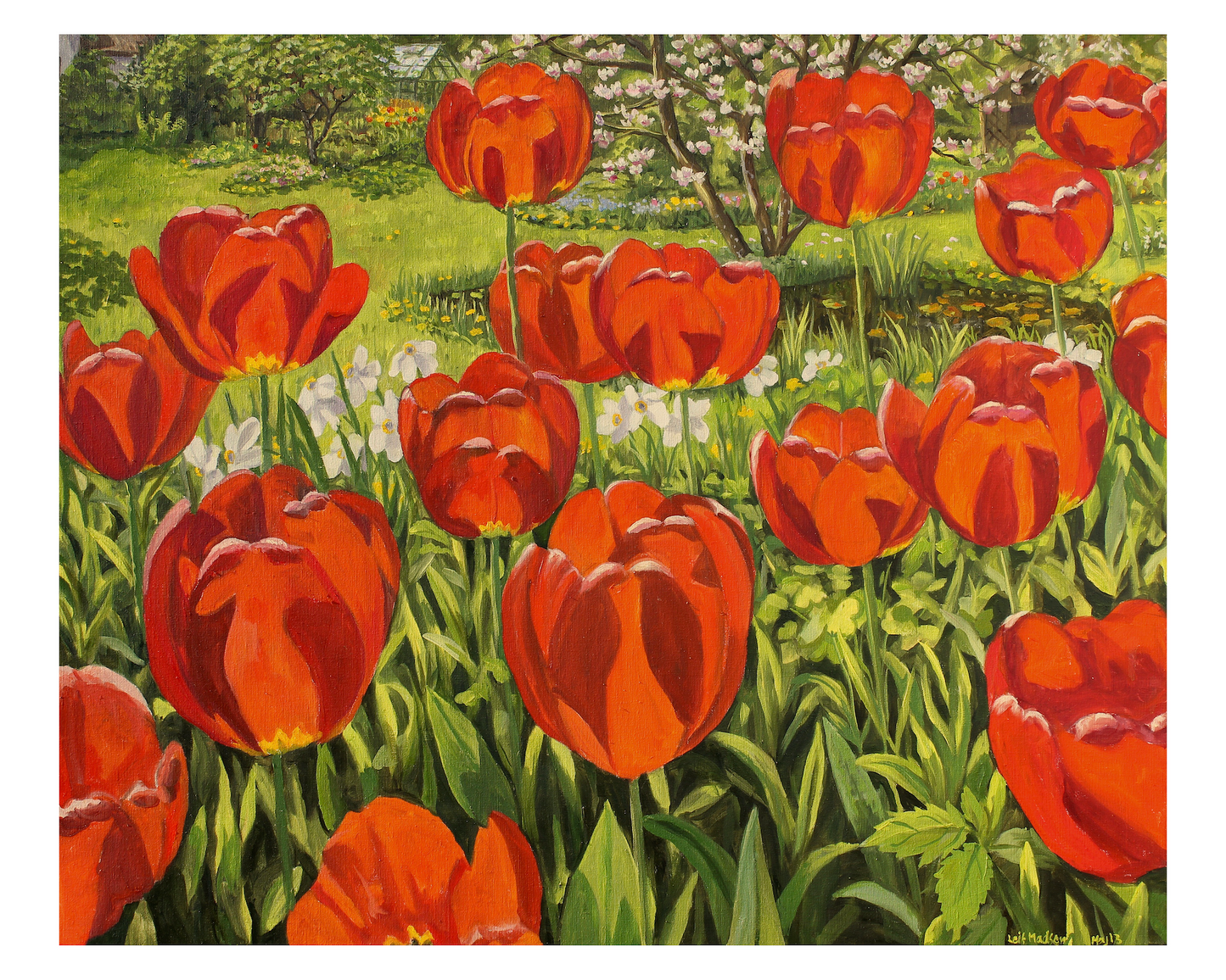 Tulipaner