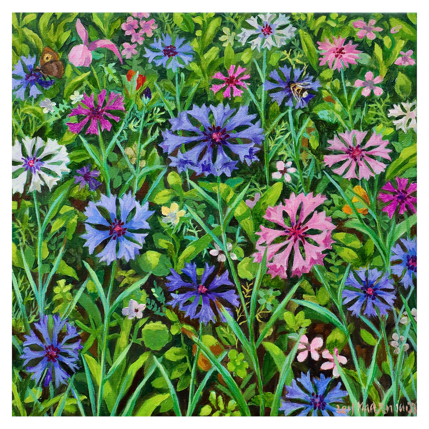 Blandede kornblomster