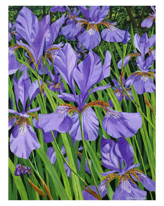 Purple Sword-lily near