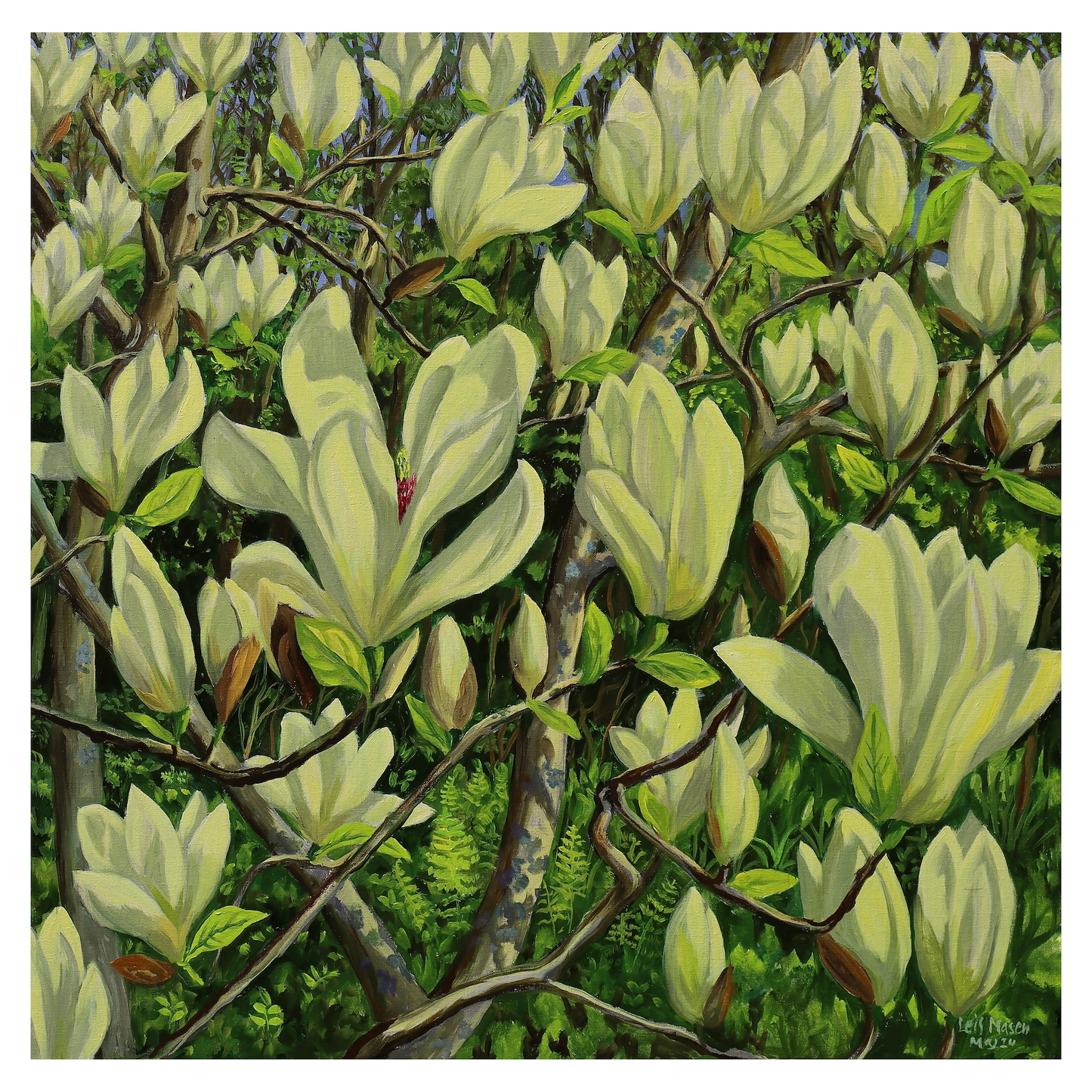 Lysegul magnolie