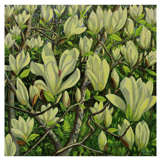 Lysegul magnolie