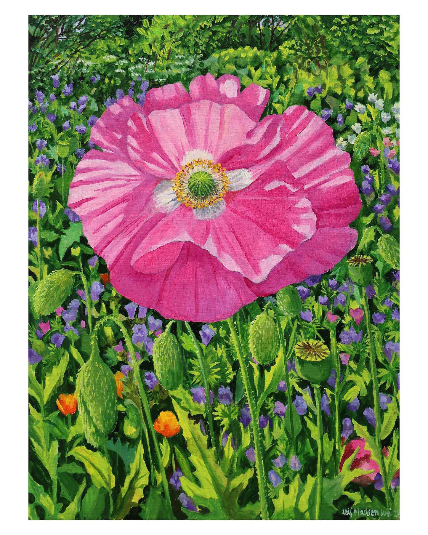 Pink poppy