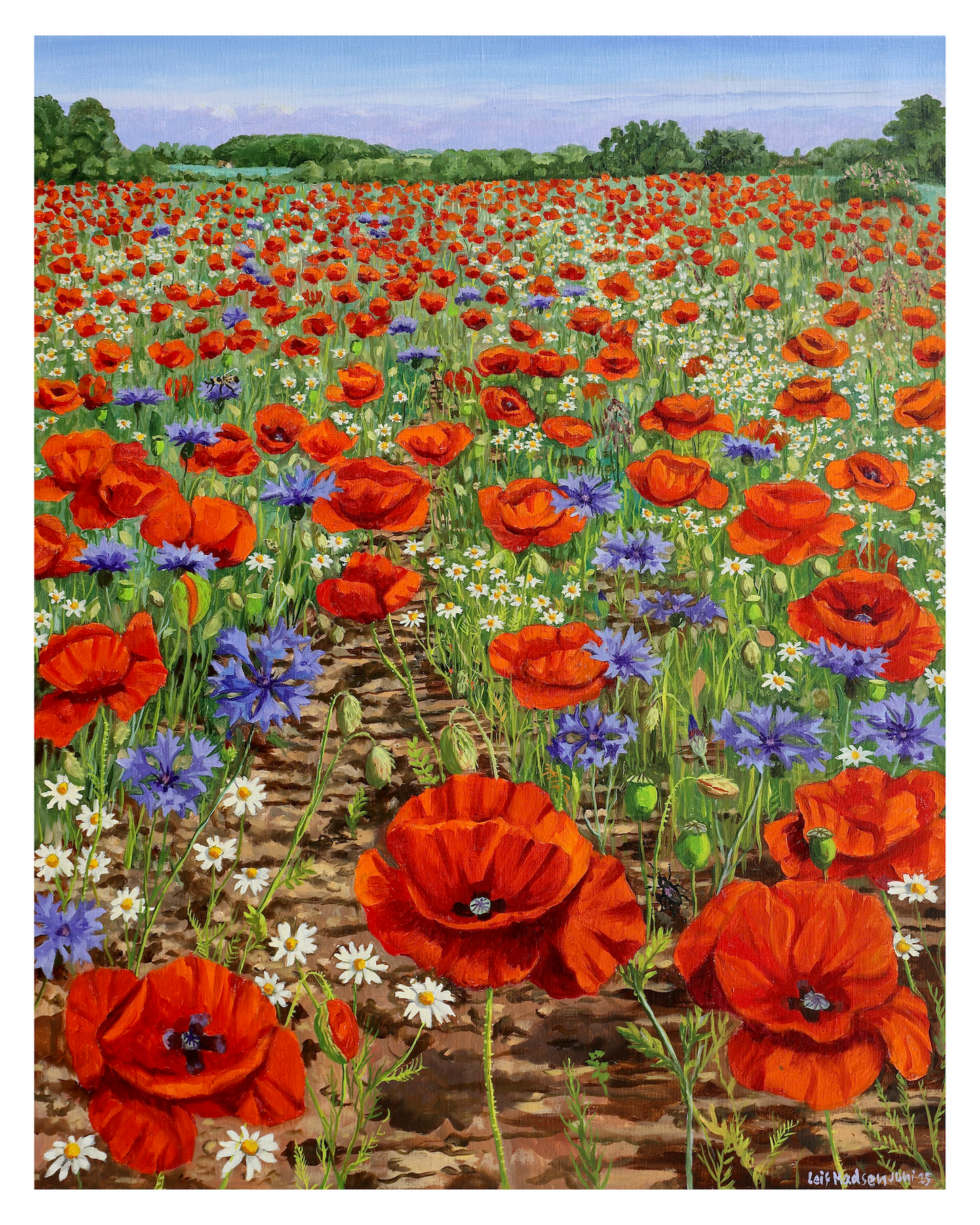 Valmuer og kornblomster