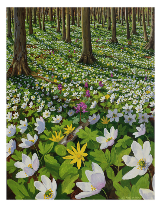 Anemoneskov første del