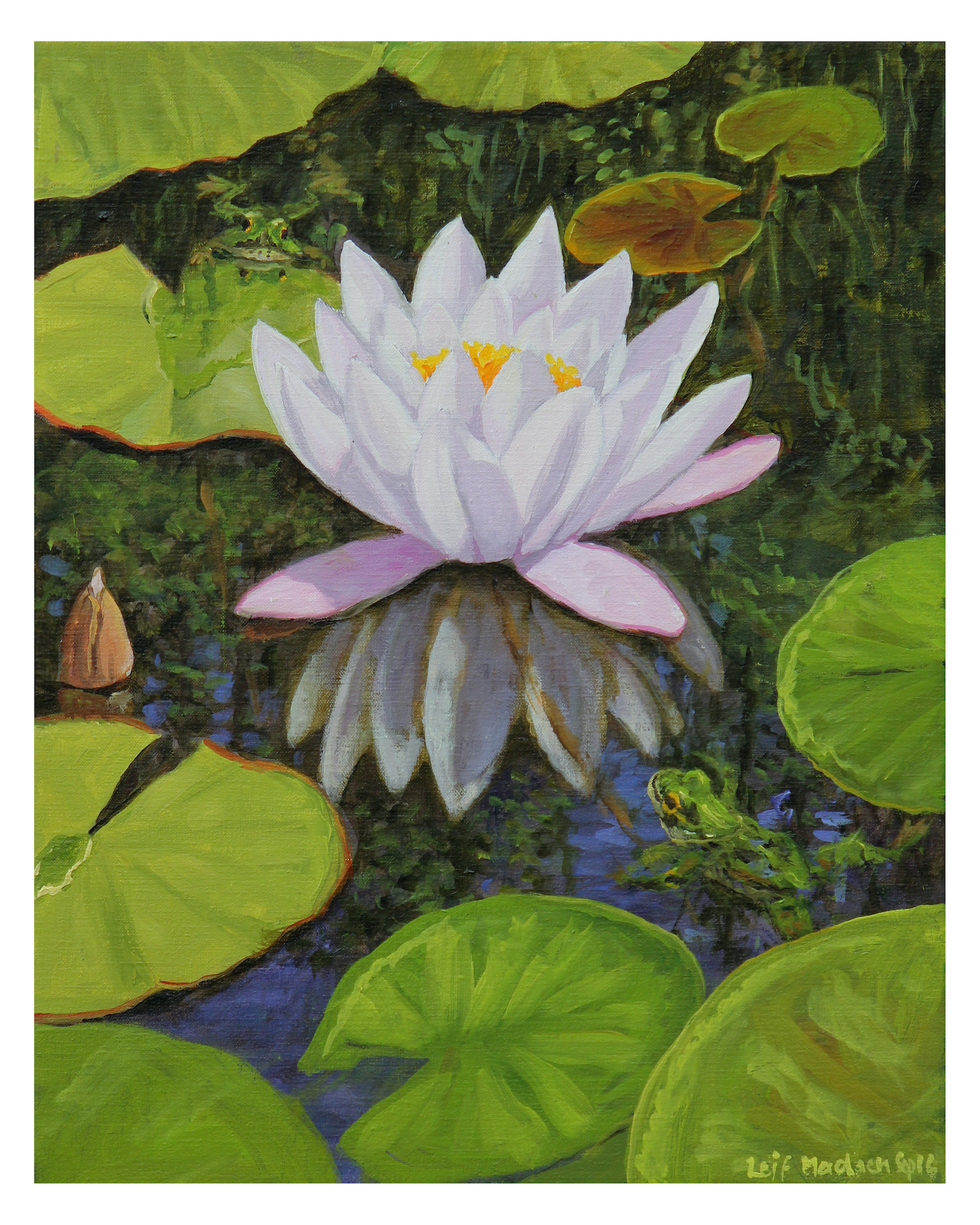 Water lily with frogs