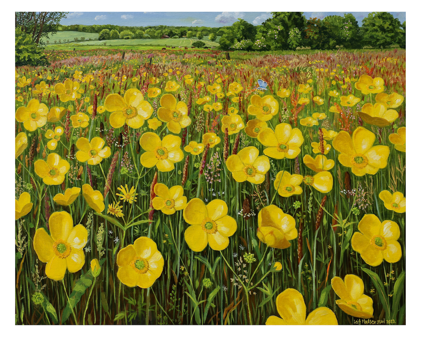 Buttercups