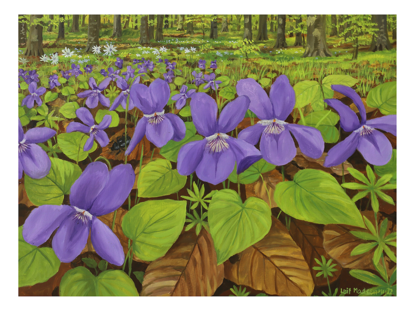 Violets in the forest floor